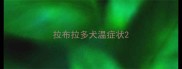拉布拉多犬温症状
