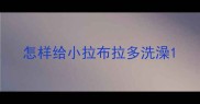 怎样给小拉布拉多洗澡