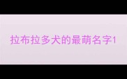拉布拉多犬的最萌名字