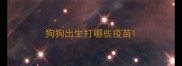 狗狗出生打哪些疫苗