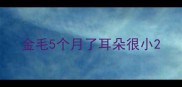 金毛5个月了耳朵很小