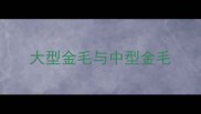 大型金毛与中型金毛