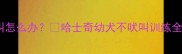 三个月哈士奇不叫怎么办哈士奇幼犬不吠叫训练全攻略新手必看