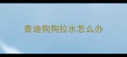 泰迪狗狗拉水怎么办
