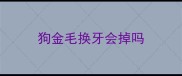狗金毛换牙会掉吗