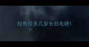 拉布拉多几岁长白毛呀