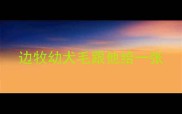 边牧幼犬毛跟他给一张