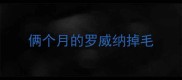 俩个月的罗威纳掉毛