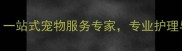 威海派多格宠物店一站式宠物服务专家专业护理与萌宠用品采购指南