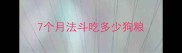 7个月法斗吃多少狗粮
