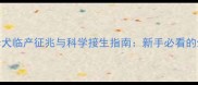 拉布拉多母犬临产征兆与科学接生指南新手必看的生育全过程