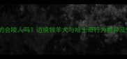 成年哈士奇真的会咬人吗边境牧羊犬与哈士奇行为差异及安全饲养指南