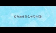 拉布拉多怎么老咬东西