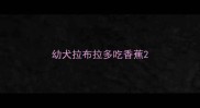 幼犬拉布拉多吃香蕉