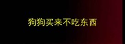 狗狗买来不吃东西