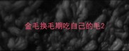 金毛换毛期吃自己的毛