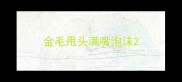金毛甩头满嘴泡沫