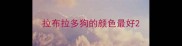 拉布拉多狗的颜色最好