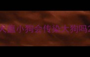犬瘟小狗会传染大狗吗