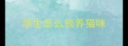 学生怎么领养猫咪