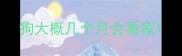 狗大概几个月会看家