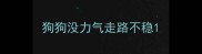 狗狗没力气走路不稳