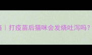 猫疫苗副作用全攻略打疫苗后猫咪会发烧吐泻吗附真实案例和避坑指南
