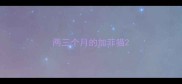 两三个月的加菲猫