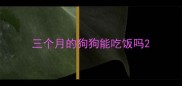 三个月的狗狗能吃饭吗