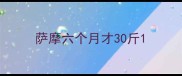 萨摩六个月才30斤