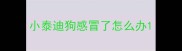 小泰迪狗感冒了怎么办