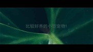 比较好养的小型宠物