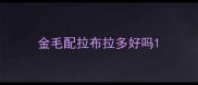 金毛配拉布拉多好吗
