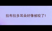 拉布拉多耳朵好像被咬了
