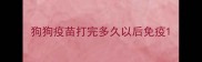 狗狗疫苗打完多久以后免疫