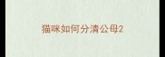 猫咪如何分清公母