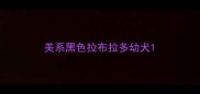 美系黑色拉布拉多幼犬