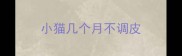 小猫几个月不调皮