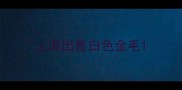 上海出售白色金毛