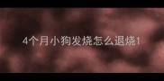 4个月小狗发烧怎么退烧