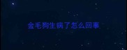 金毛狗生病了怎么回事