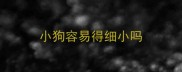 小狗容易得细小吗