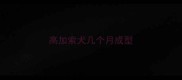 高加索犬几个月成型