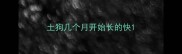 土狗几个月开始长的快