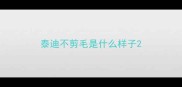 泰迪不剪毛是什么样子