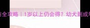 金毛犬细小预防全攻略1岁以上仍会得幼犬到成年的细小防控指南
