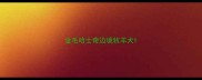 金毛哈士奇边境牧羊犬