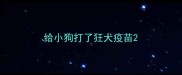 给小狗打了狂犬疫苗