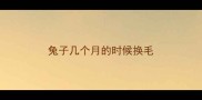 兔子几个月的时候换毛