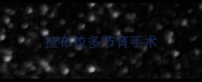 拉布拉多节育手术